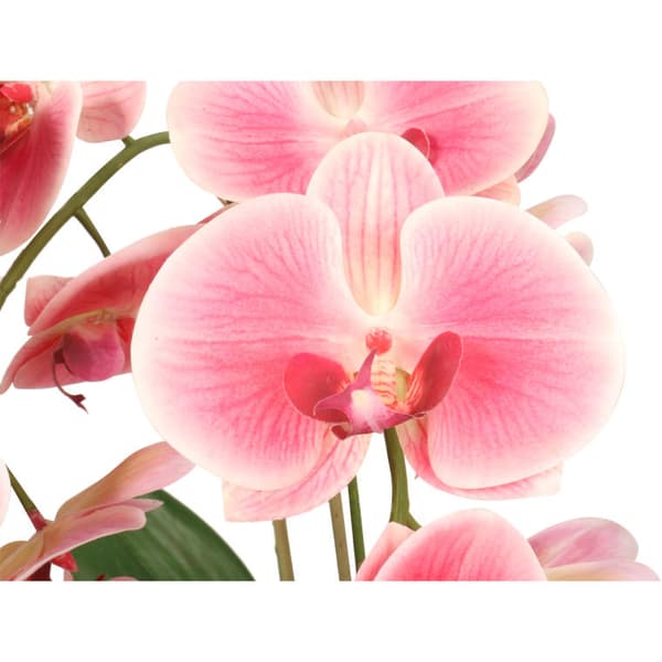 grene af pink gummieret orkidé i en keramisk potte