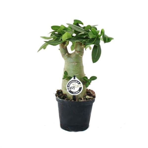 Exotenherz - Liten ros från öknen, adenium, färgöverraskning, kruka på 16cm