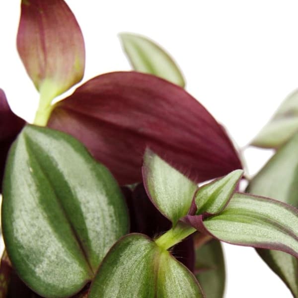 Inomhusväxt att hänga - Tradescantia - Randig gräsväxt - Tyst signal 14cm