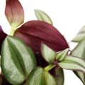Miniatyrbild 2 av 2: Inomhusväxt att hänga - Tradescantia - Randig gräsväxt - Tyst signal 14cm
