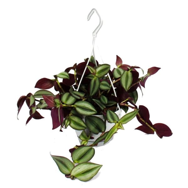 Inomhusväxt att hänga - Tradescantia - Randig gräsväxt - Tyst signal 14cm