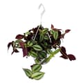 Miniatyrbild 1 av 2: Inomhusväxt att hänga - Tradescantia - Randig gräsväxt - Tyst signal 14cm