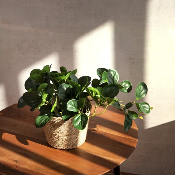 Kunstig plante | TROPISK ZONE | pepperomia | 30 cm | 882000