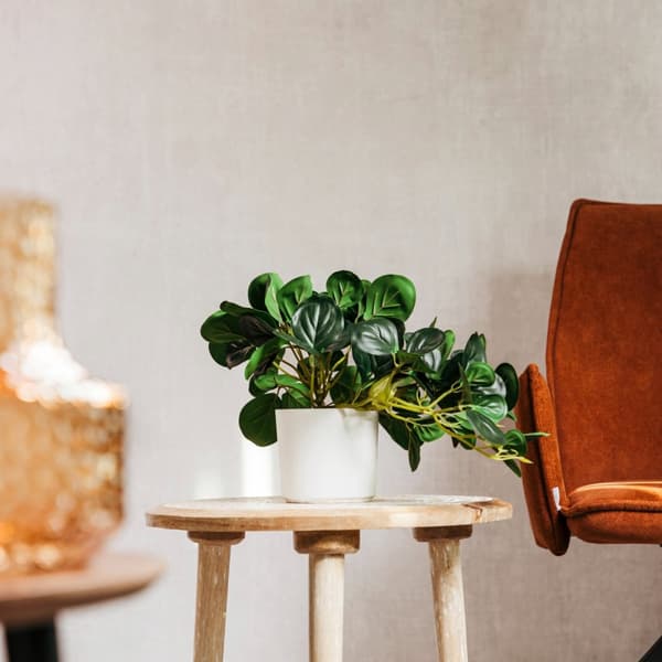 Kunstig plante | TROPISK ZONE | pepperomia | 30 cm | 882000