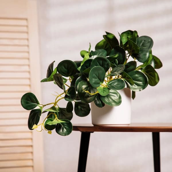 Kunstig plante | TROPISK ZONE | pepperomia | 30 cm | 882000