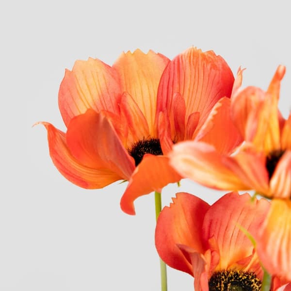 Kunstig gren | EMRA | orange valmuer | 76 cm | 738975