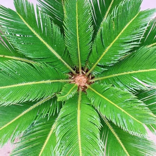 Cycas revoluta - Japansk palmsämska i kruka 28cm
