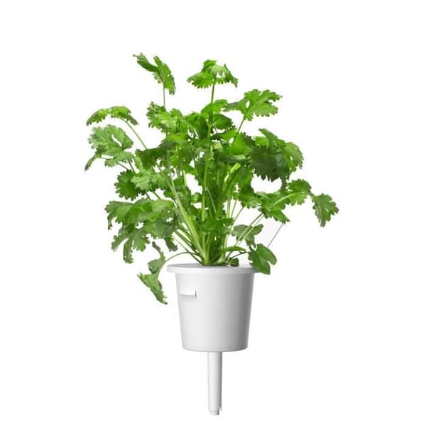 EMSA Click&amp;Grow korianderkapslar - Set med 3 - Plast - Grön