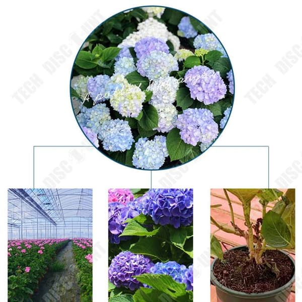 TD Hortensior 3st15-20cm Lövfällande buske Perenn växt Hortensia Trädgård Hemmakontor Trädgårdsdekoration Växter Bra