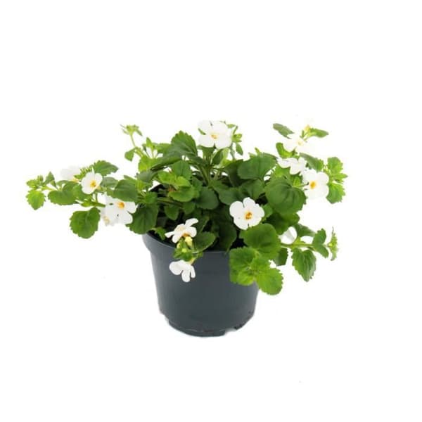 Snöflinge-blomma - vit - Sutera diffusa - 11cm - set med 3 växter