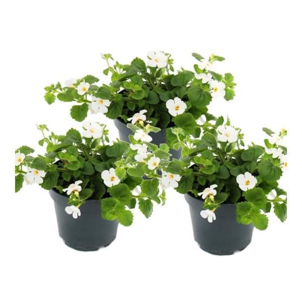 Snöflinge-blomma - vit - Sutera diffusa - 11cm - set med 3 växter