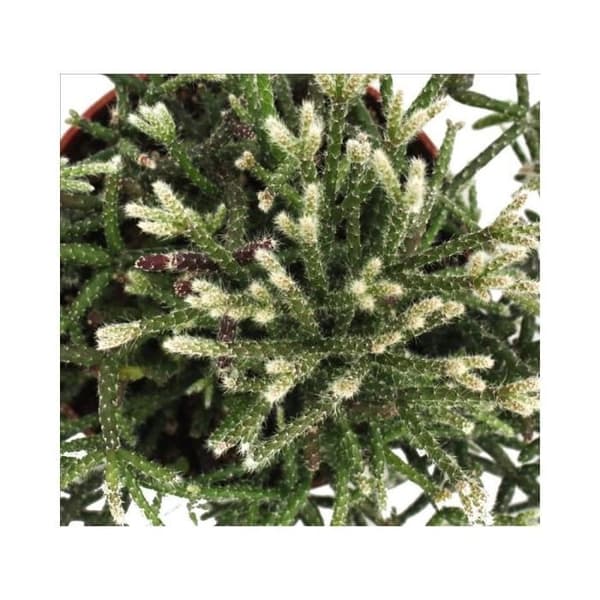 Exotenherz - Rhipsalis pilocarpa - kaktus korall - i 12 cm kruka