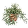 Miniatyrbild 1 av 2: Exotenherz - Rhipsalis pilocarpa - kaktus korall - i 12 cm kruka