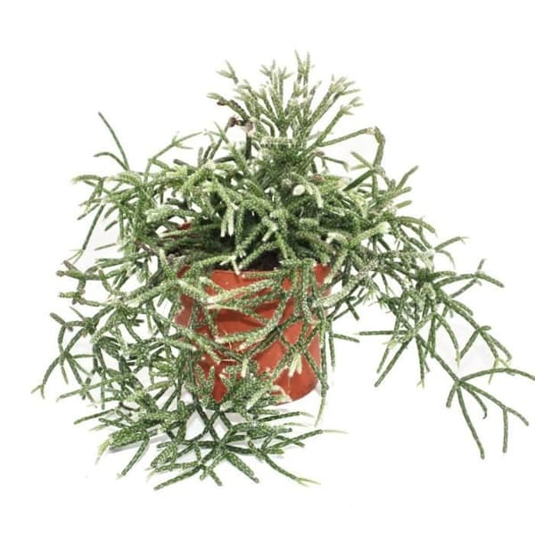 Exotenherz - Rhipsalis pilocarpa - kaktus korall - i 12 cm kruka