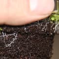 Miniatyrbild 2 av 2: Exotenherz - Köttätande växt - Vattenpipa - Utricularia blanchettii - Kruka 9cm - Raritet