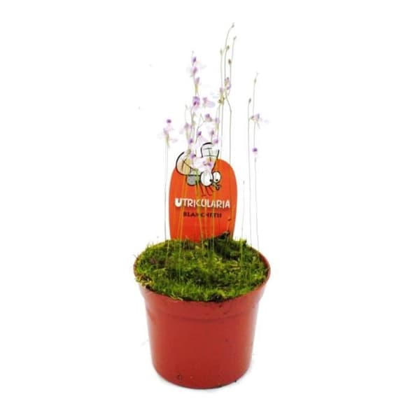 Exotenherz - Köttätande växt - Vattenpipa - Utricularia blanchettii - Kruka 9cm - Raritet