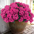 Pikkukuva 1 / 7: OBOSOE 6-pakkaus tekokukat/pelargoniat – UV-kestävät kukat ulkokäyttöön