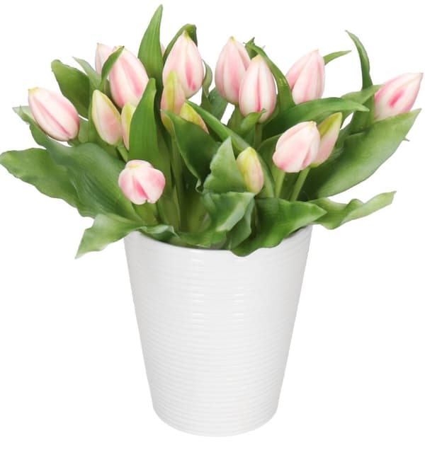TULPPAANIKIMPU TULPPAANEJA KUMIPÄÄLLYSTEINEN KUIN ELÄMÄ 7 KPL.