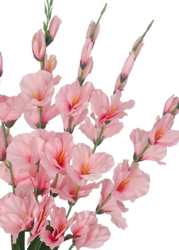 TEKOKUKKIKIMPPU PAKSU ISO GLADIOLIUS GLADIOLI 70CM