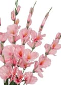 Pikkukuva 4 / 4: TEKOKUKKIKIMPPU PAKSU ISO GLADIOLIUS GLADIOLI 70CM