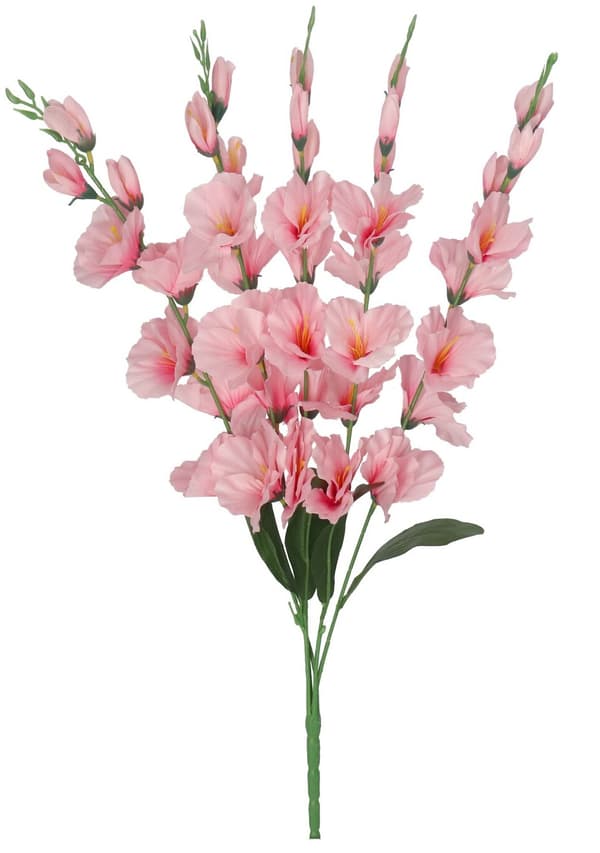 TEKOKUKKIKIMPPU PAKSU ISO GLADIOLIUS GLADIOLI 70CM