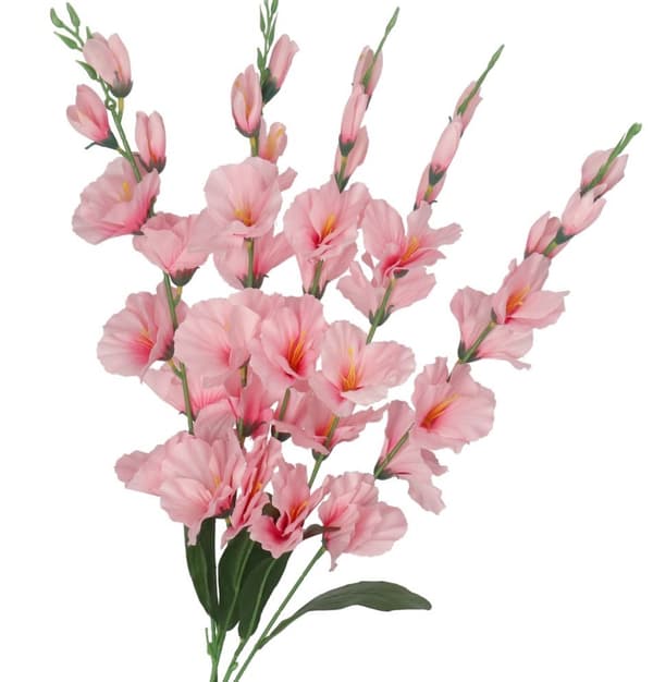 TEKOKUKKIKIMPPU PAKSU ISO GLADIOLIUS GLADIOLI 70CM