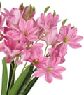 Miniatyrbillede 5 af 6: KUNSTIGE BLOMSTERBUKET SYREN STOR TYKKE LILJE LILJE