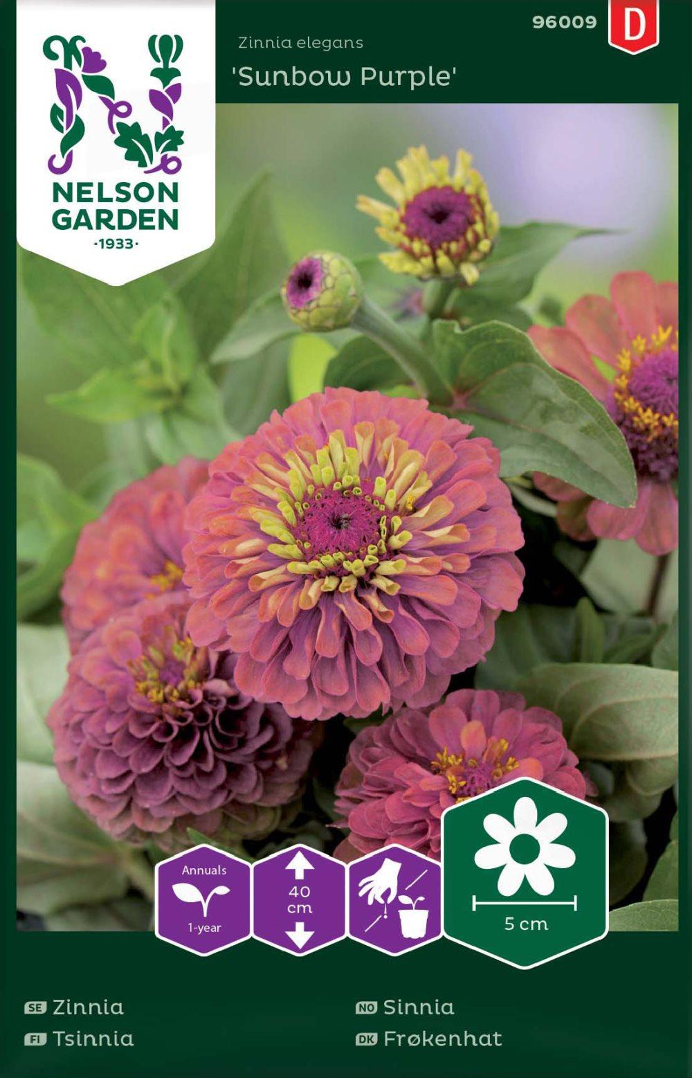 Zinnia 'Sunbow Purple'