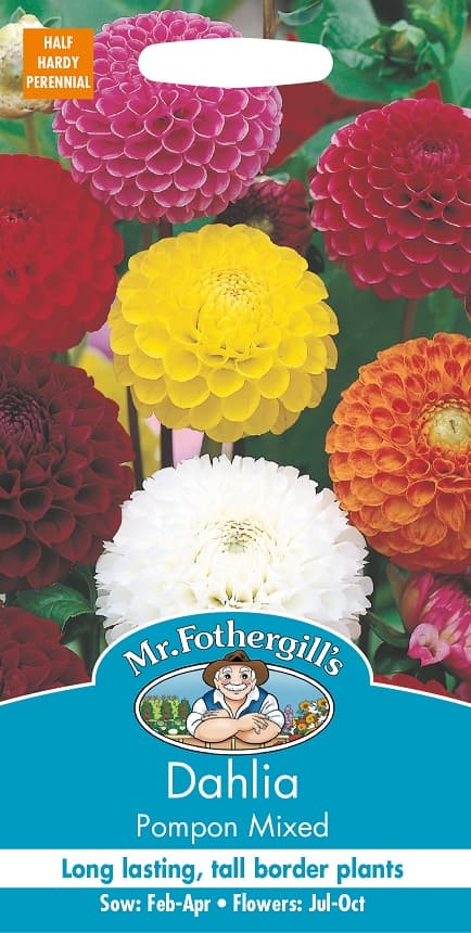 Pompondahlia 'Pompon Mixed'