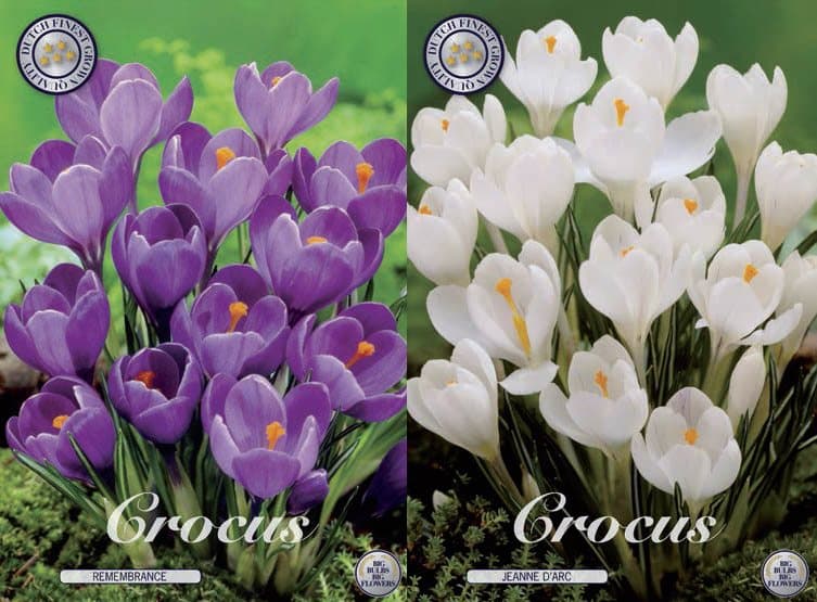 Krokus lökmix, Blå/Vit Jumbo-pack 100st
