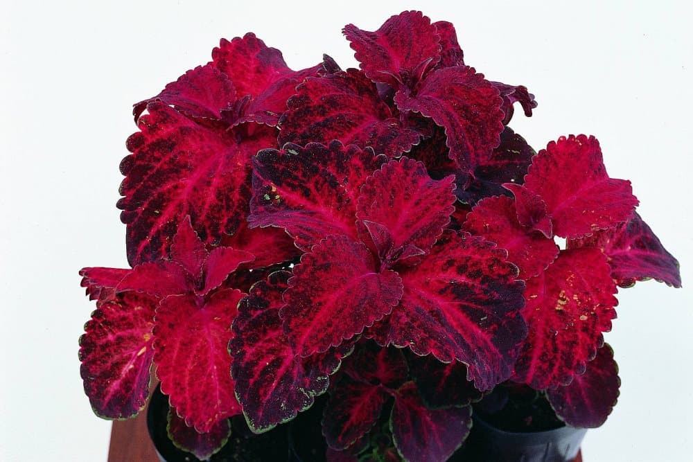 Palettblad "Rainbow Red Velvet" 15 frö