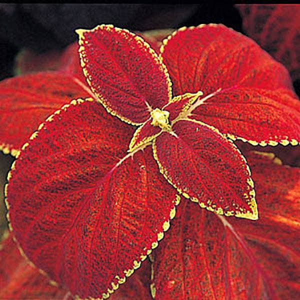 Palettblad "Giant Exhibition Rustic Red" 10 frön