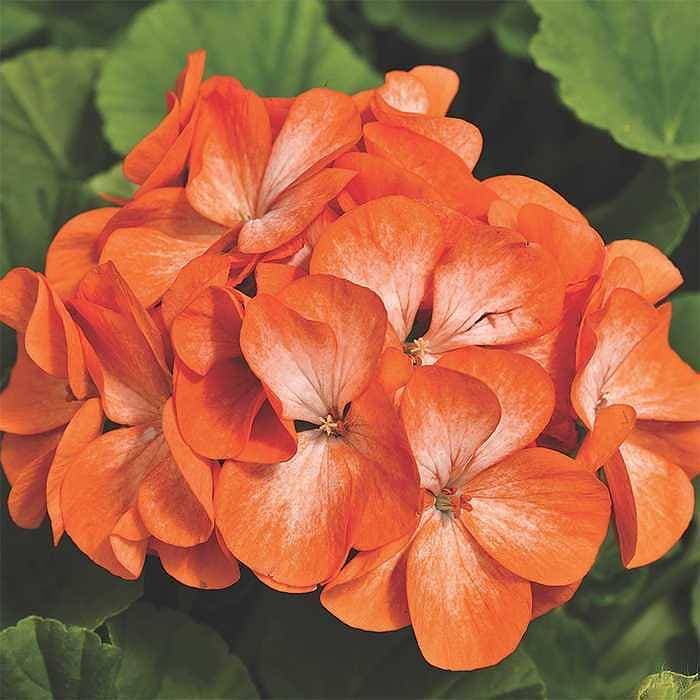 Pelargon "Pinto Premium Orange Bicolor" F1 5 frö