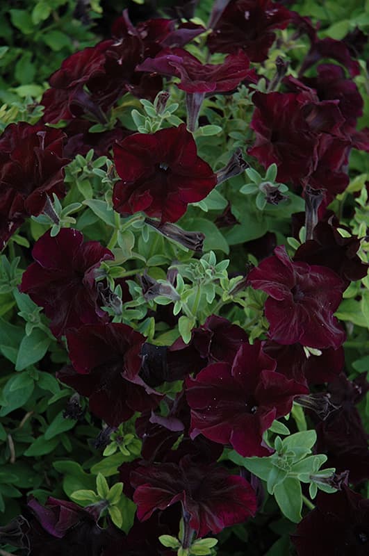 Petunia Sophistica Black Berry F1 6 frön