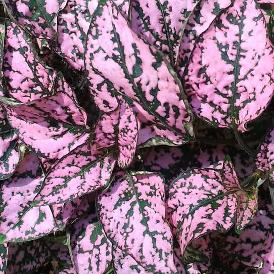Rosenstänk "Splash Select Pink" 10 frö