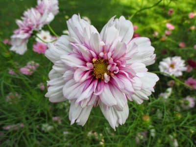 Rosenskära Double Click Bicolor Pink 8 frö