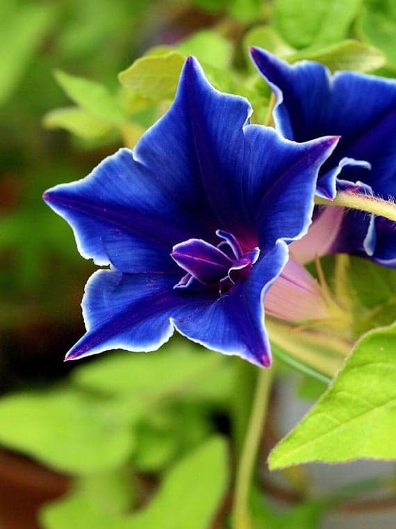 Blomma för dagen Blue Picotee 8 frö