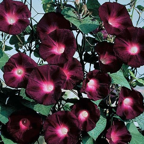 Blomma för dagen Kniolas Black cirka 30 frön (vi väger)