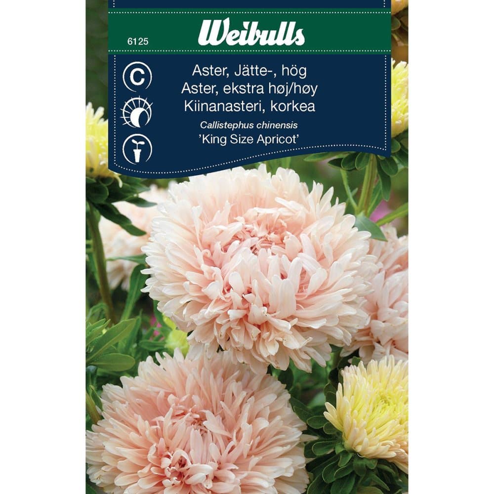 Weibulls Aster storblom aprikos King size apricot