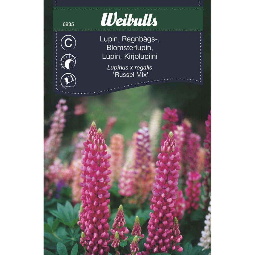 Weibulls Lupin regnbågs