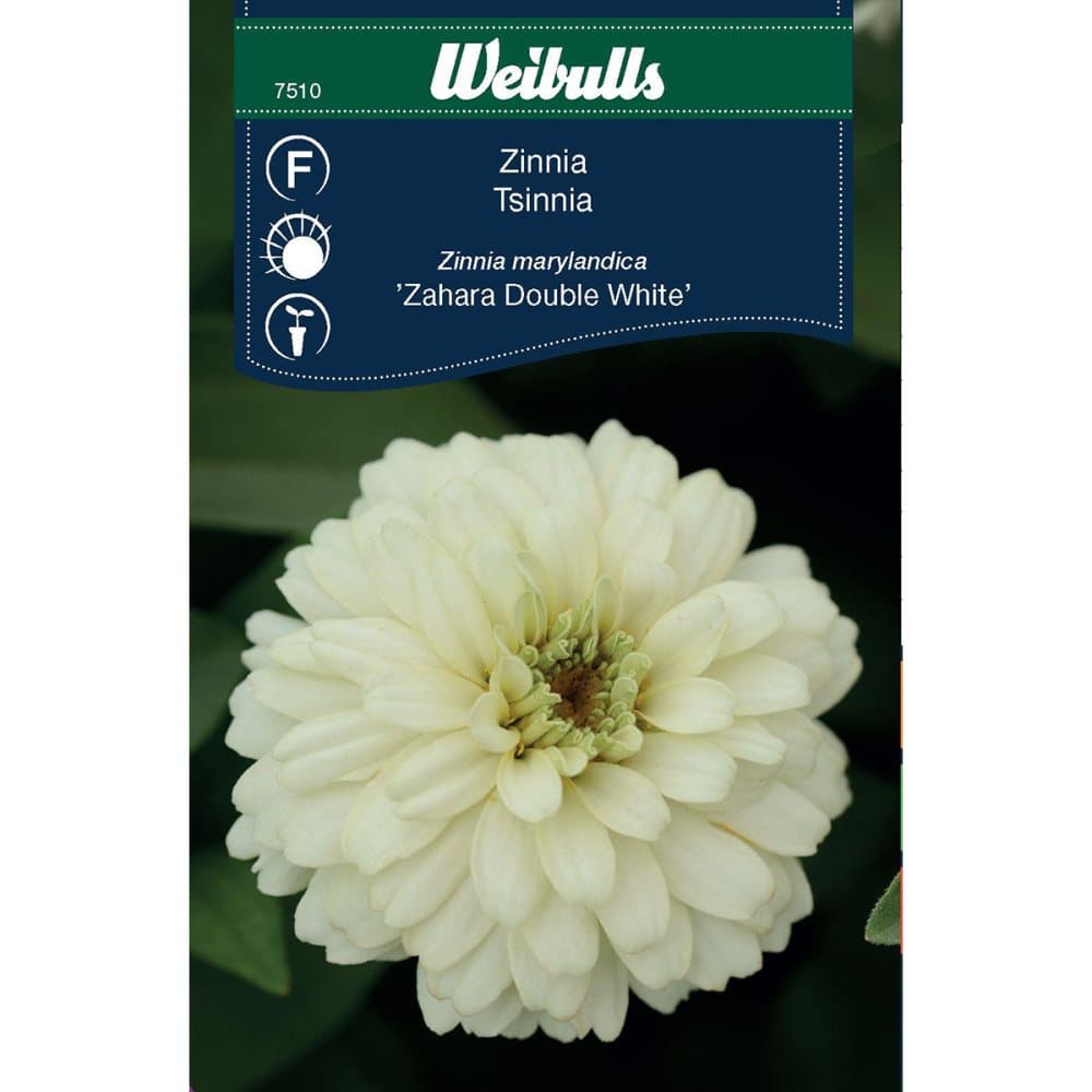 Weibulls Zinnia Zahara DoubleWhite Zinnia Marylandica