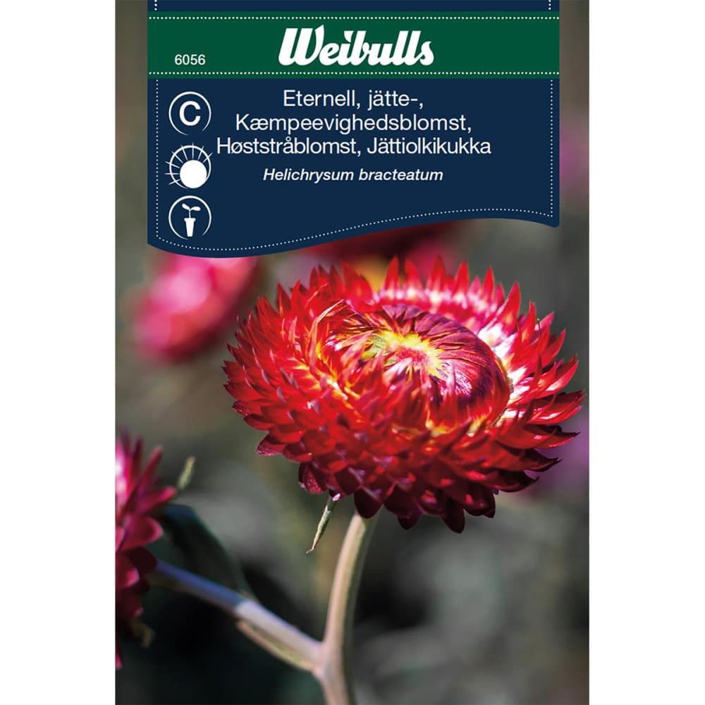 Weibulls Eternell jätte- Scarlet