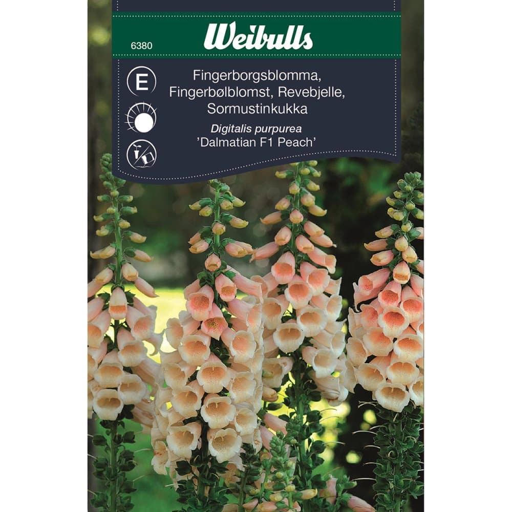 Weibulls Fingerborgsblomma peach