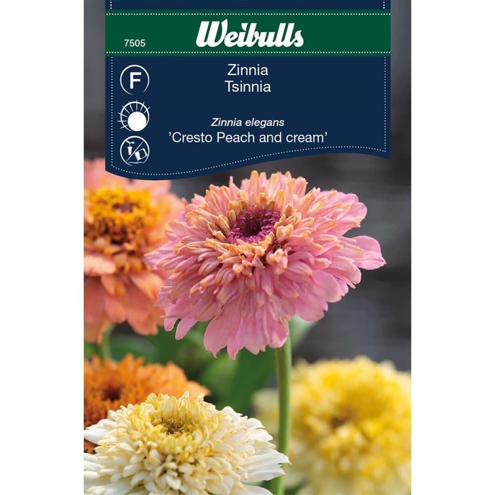 Weibulls Zinnia elegans P&C Peach and cream