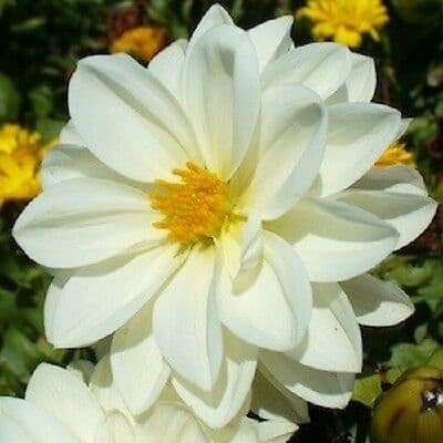 Dahlia Mignon White 30 frö