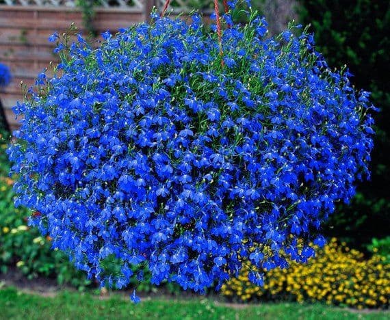 Lobelia Saphire 1500 frön