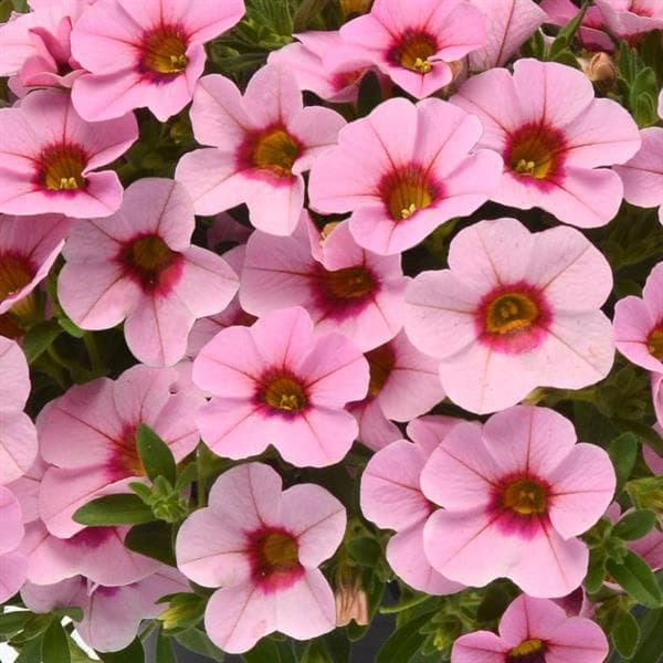 Million Bells " Kabloom Light Pink Blast" 5 multipellets