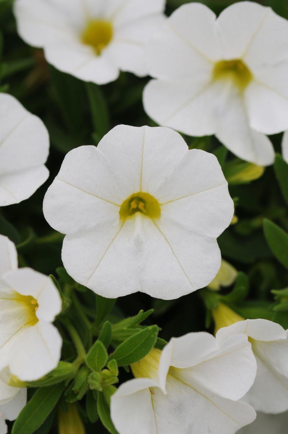 Million Bells F1 " Kabloom White" 5 multipellets