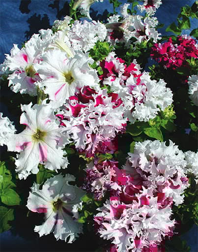 Petunia F1 Fimbriata Rosa Vit Dubbel 30 frö