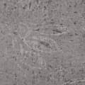 Miniatyrbild 5 av 7: vidaXL Golvbrädor PVC 4,46 m² 3 mm självhäftande cement brun